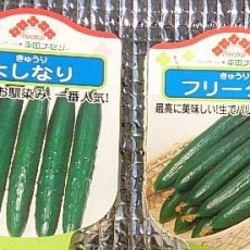 キュウリ栽培開始