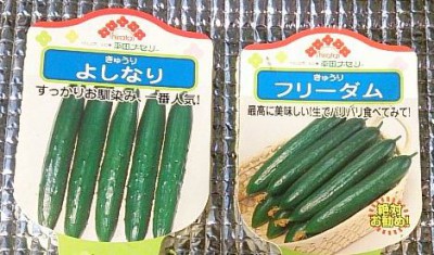 キュウリ栽培開始