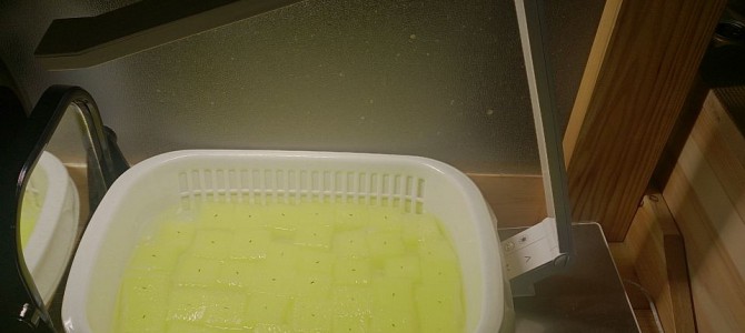 レタス・サラダミックスの種まき