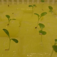 レタス・サラダミックスの発芽