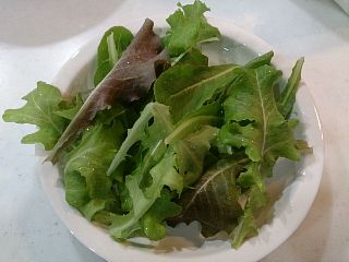 レタス・サラダミックスの収穫開始