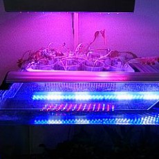 アクアポニクス状況