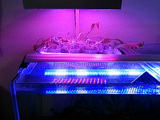 アクアポニクス状況