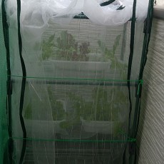 レタス・サラダミックスの栽培状態