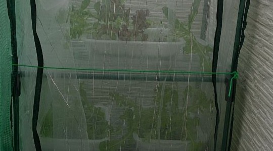 レタス・サラダミックスの栽培状態