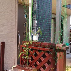 トマトとキュウリの支柱立て