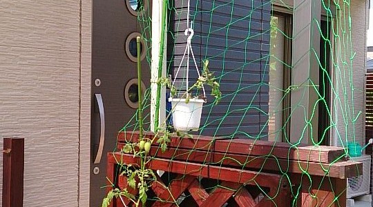 トマトとキュウリの支柱立て