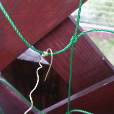 キュウリのつるが出てきた