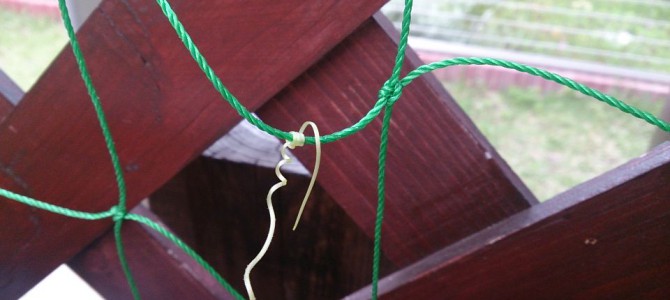 キュウリのつるが出てきた