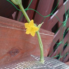 キュウリの花が咲いた
