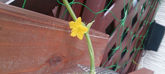 キュウリの花が咲いた