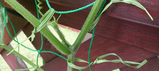 キュウリに実がつき始めた