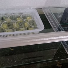 アクアポニクス開始