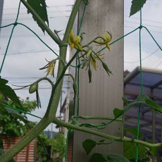 ミニトマトの実が成りはじめた。