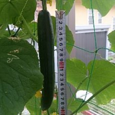 キュウリの収穫開始