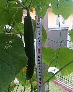 キュウリの収穫開始