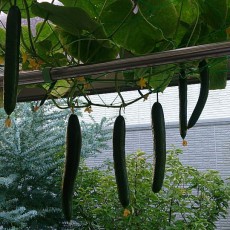 キュウリ順調に育っている