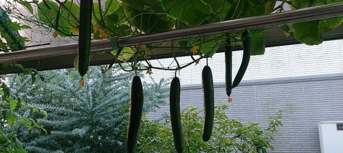 キュウリ順調に育っている