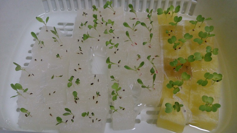 生育状況-20140925