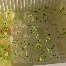 生育状況-20140927