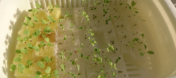 生育状況-20140927