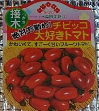 ミニトマト栽培開始