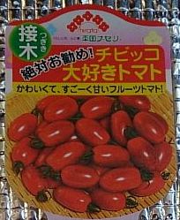 ミニトマト栽培開始