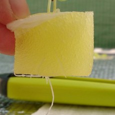 白菜と結球レタスのテスト定植