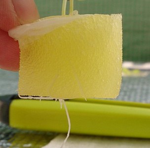 白菜と結球レタスのテスト定植