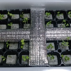 水菜とリーフレタスの定植