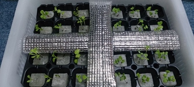 水菜とリーフレタスの定植