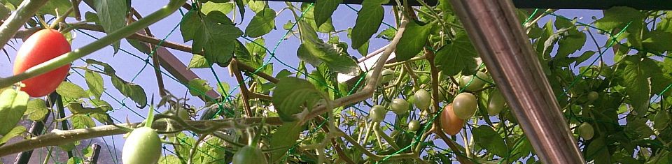 水耕＆土耕の栽培日誌「ハイポニらぼ」