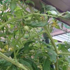 大玉トマトが実を付けた