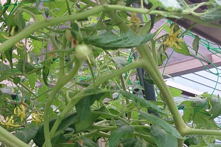 大玉トマトが実を付けた