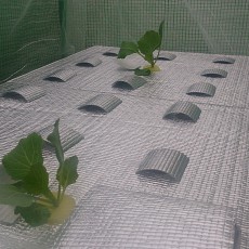 白菜とキャベツの定植