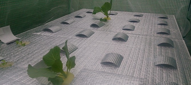 白菜とキャベツの定植