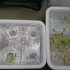 ちりめんちしゃの定植