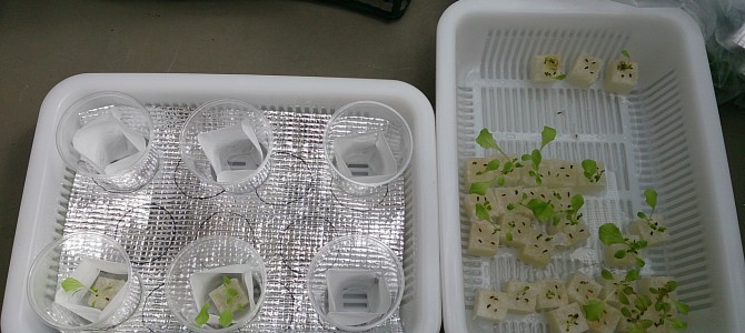 ちりめんちしゃの定植