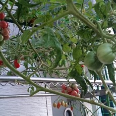 生育状況-20141016