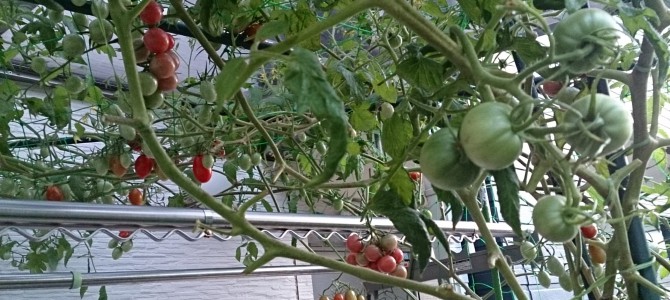 生育状況-20141016