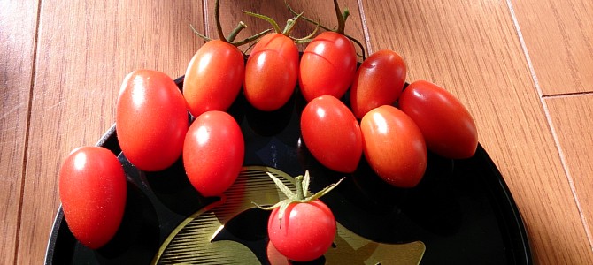 今日の収穫-20141017