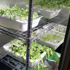 部屋に栽培棚設置