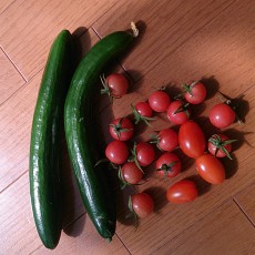 今日の収穫-20141018