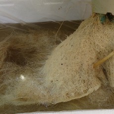 キュウリ栽培器1つ撤収