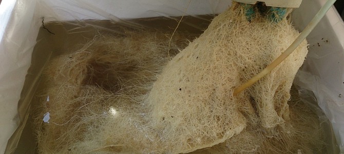 キュウリ栽培器1つ撤収