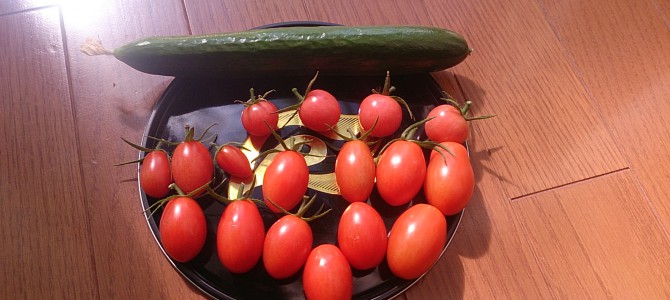 今日の収穫-20141019 今日の収穫-20141019