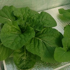 生育状況-20141019