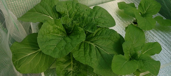 生育状況-20141019 生育状況-20141019