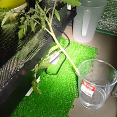 ミニトマトの挿し芽