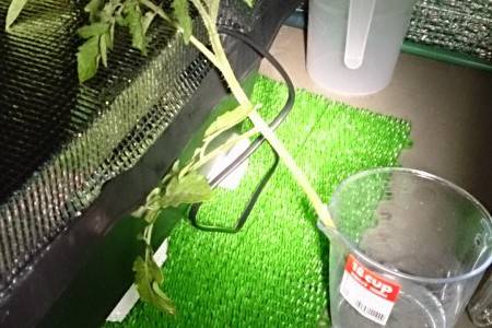 ミニトマトの挿し芽 ミニトマトの挿し芽